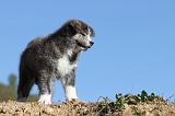 AKITA INU 033